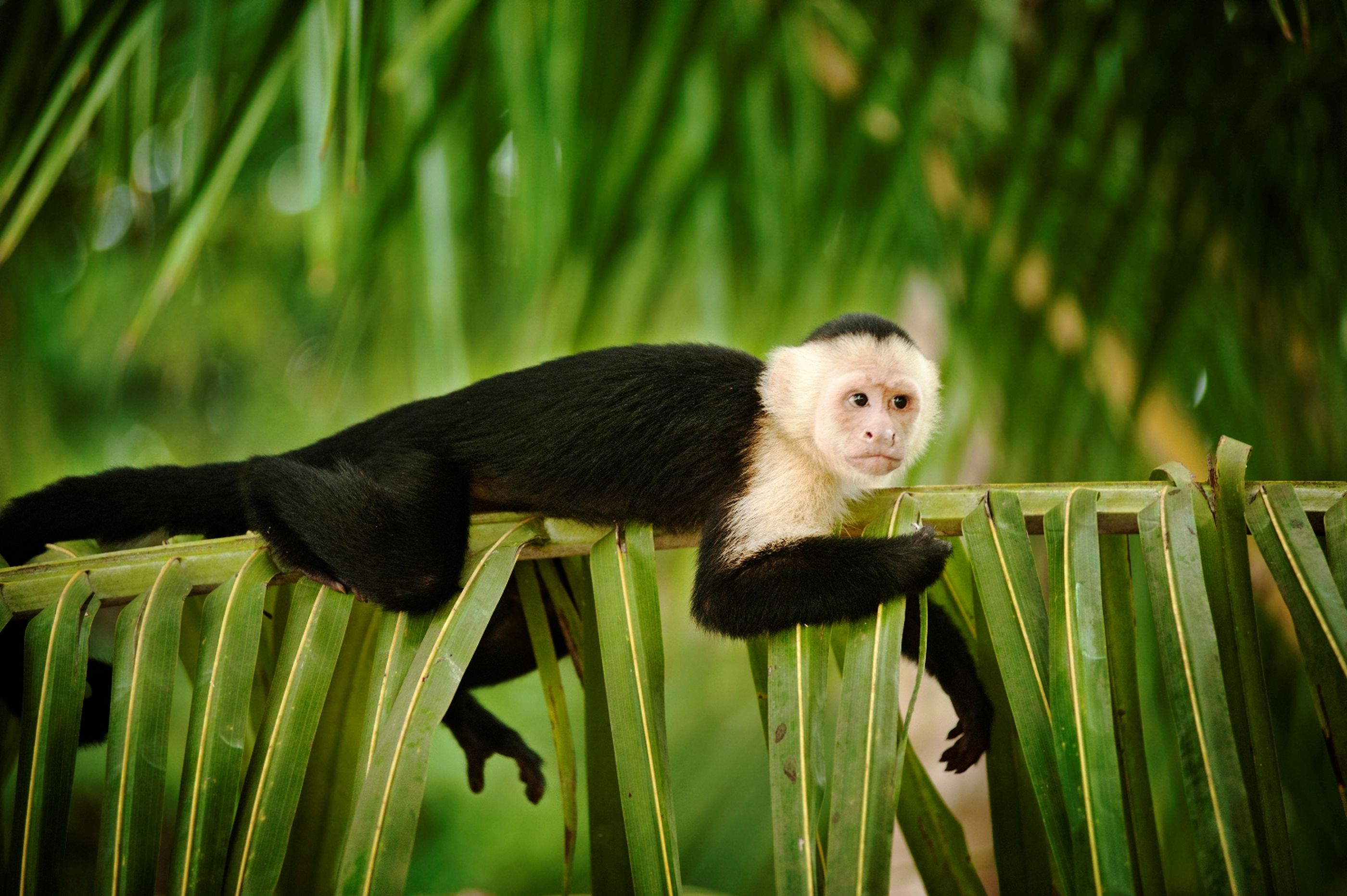 White Capuchin, Costa Rica