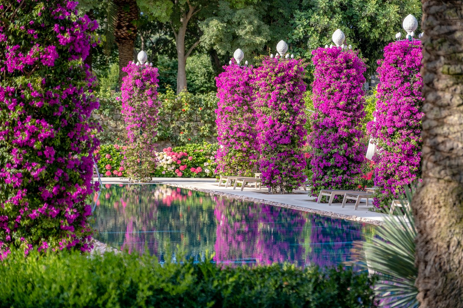 The pool surrounded by bougainvillea at Hotel Lemongarden on Brac island Croatia