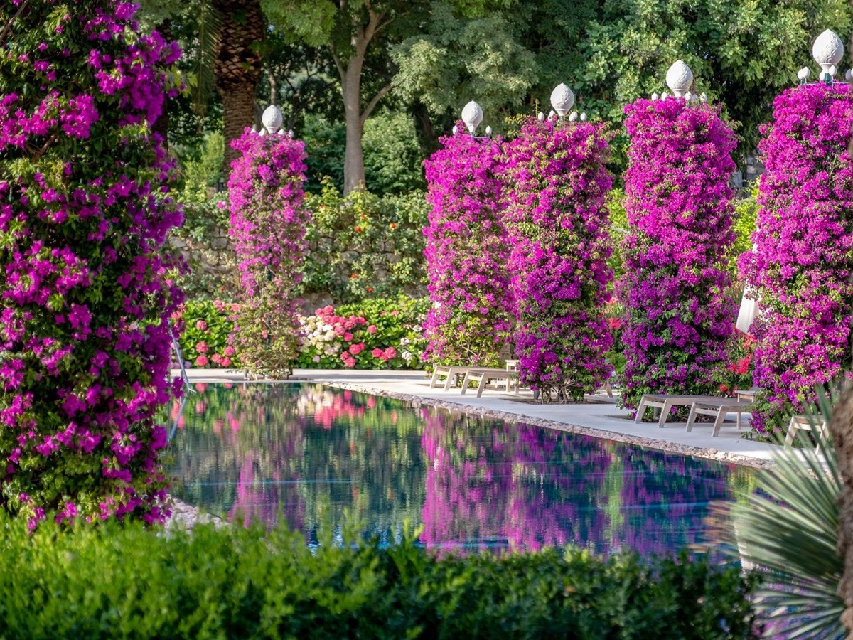 The pool surrounded by bougainvillea at Hotel Lemongarden on Brac island Croatia