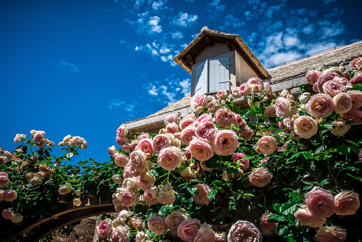 The Hotel Lemongarden on Brac island Croatia surrounded by roses