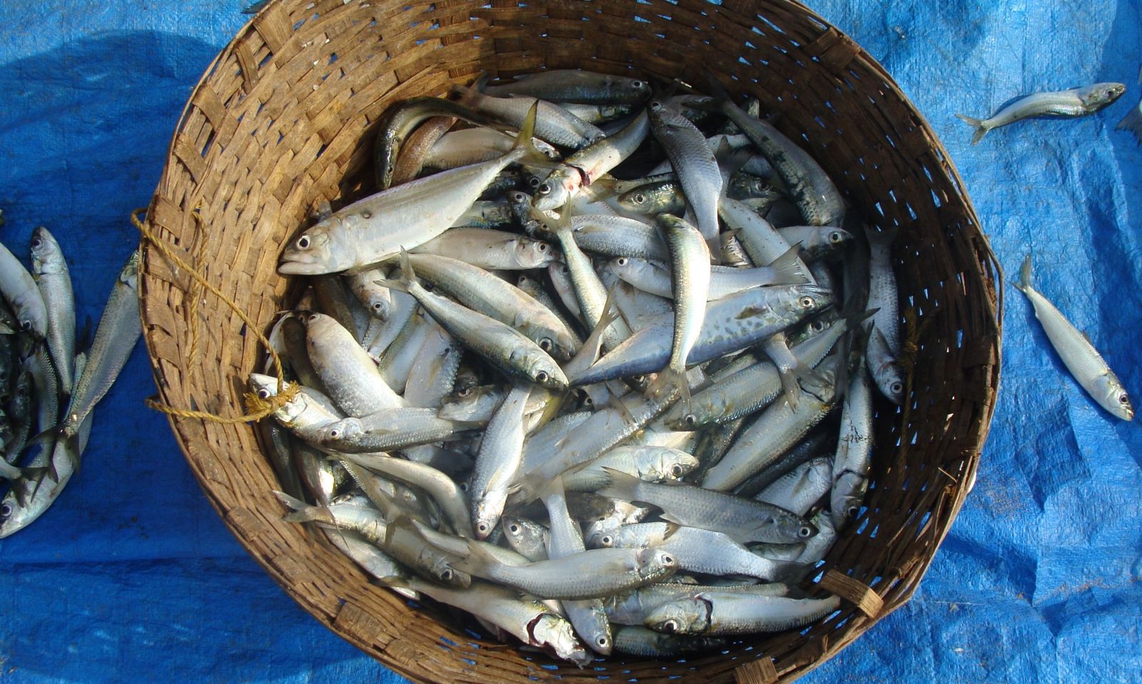 Basket of freshly-caught fish in Croatia