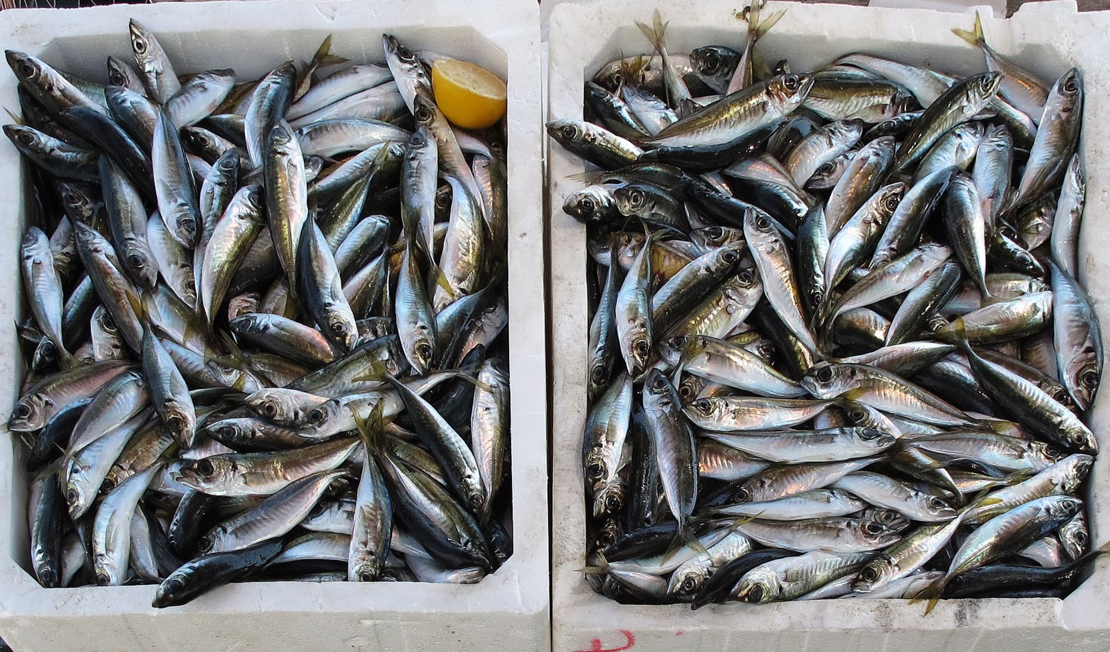 Crates of fresh fish in Croatia