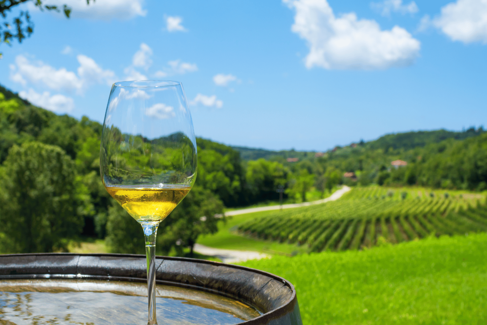Wine tasting in Croatia