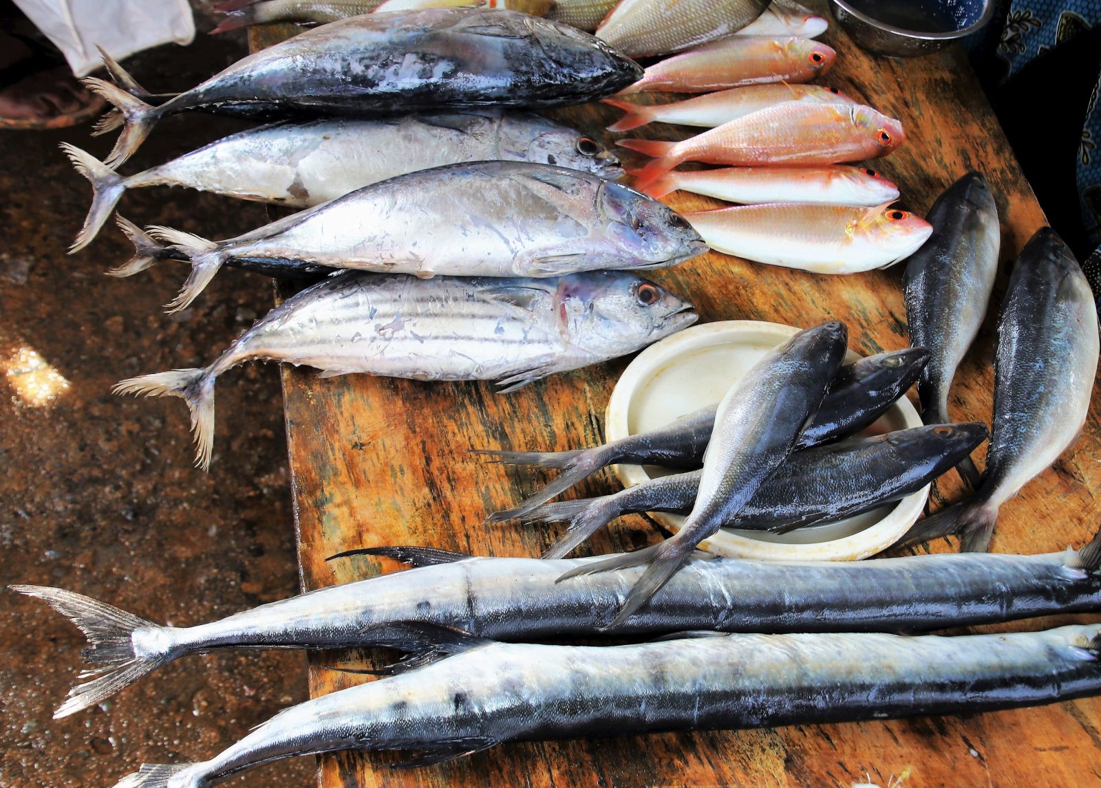Freshly caught fish on the Mediterranean