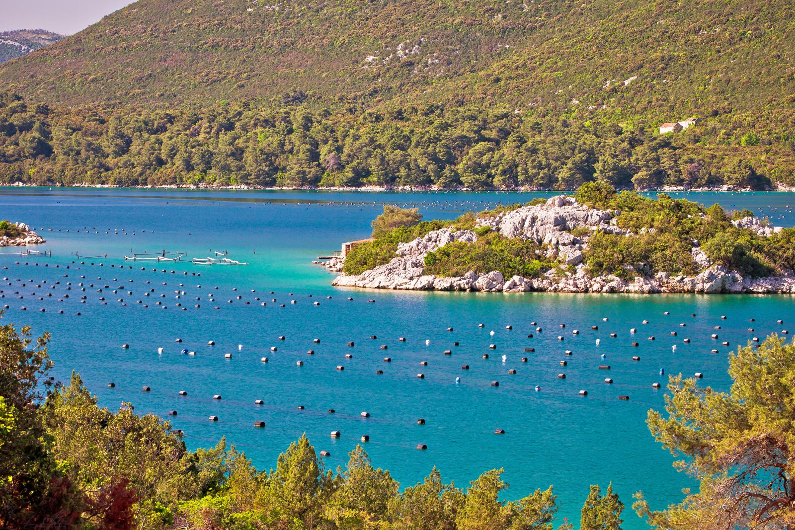An oyster farm in Ston in Croatia against the backdrop of forested coastline