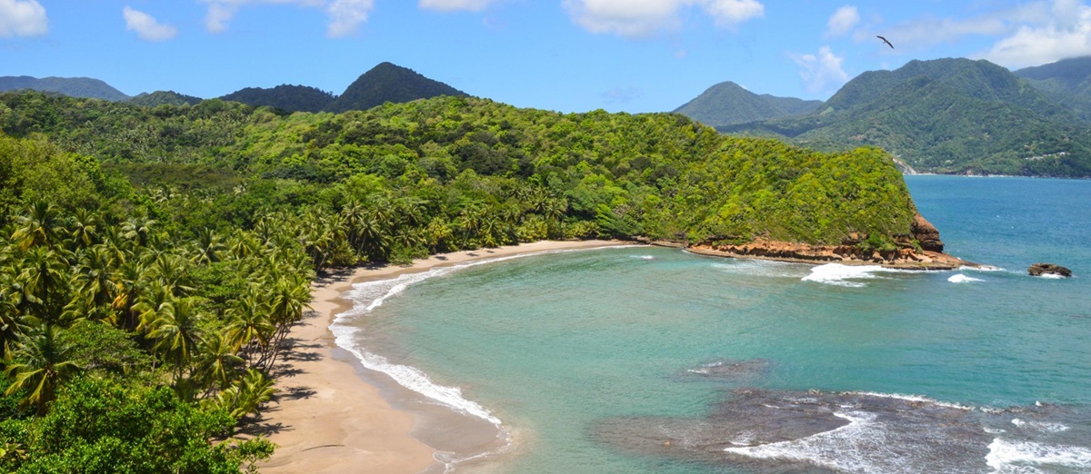 Aerial view of a palm-fringed sand beach in Dominica