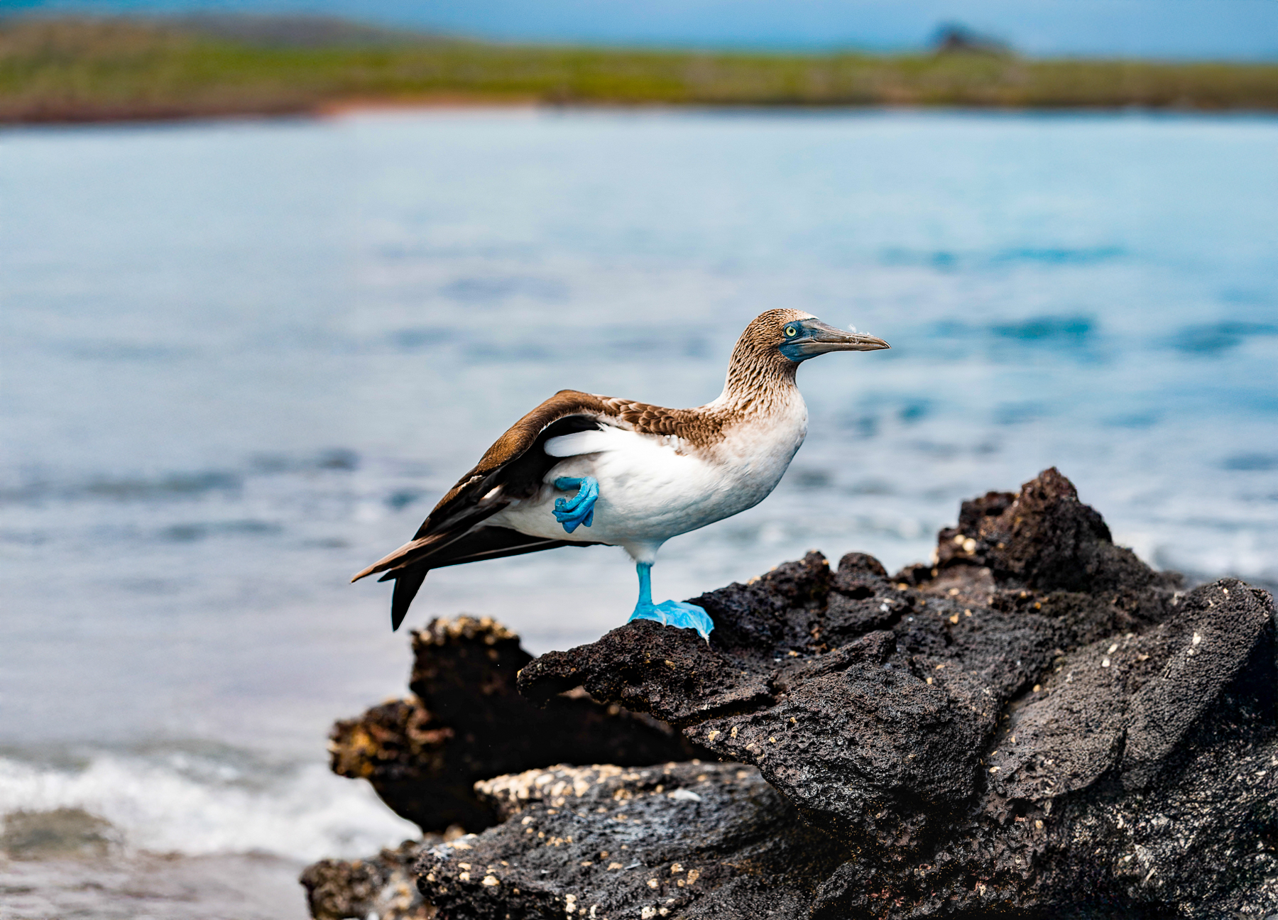 A bluefooted boobie spotted from the Aqua Mare luxury expedition cruiser in the Galapagos Islands