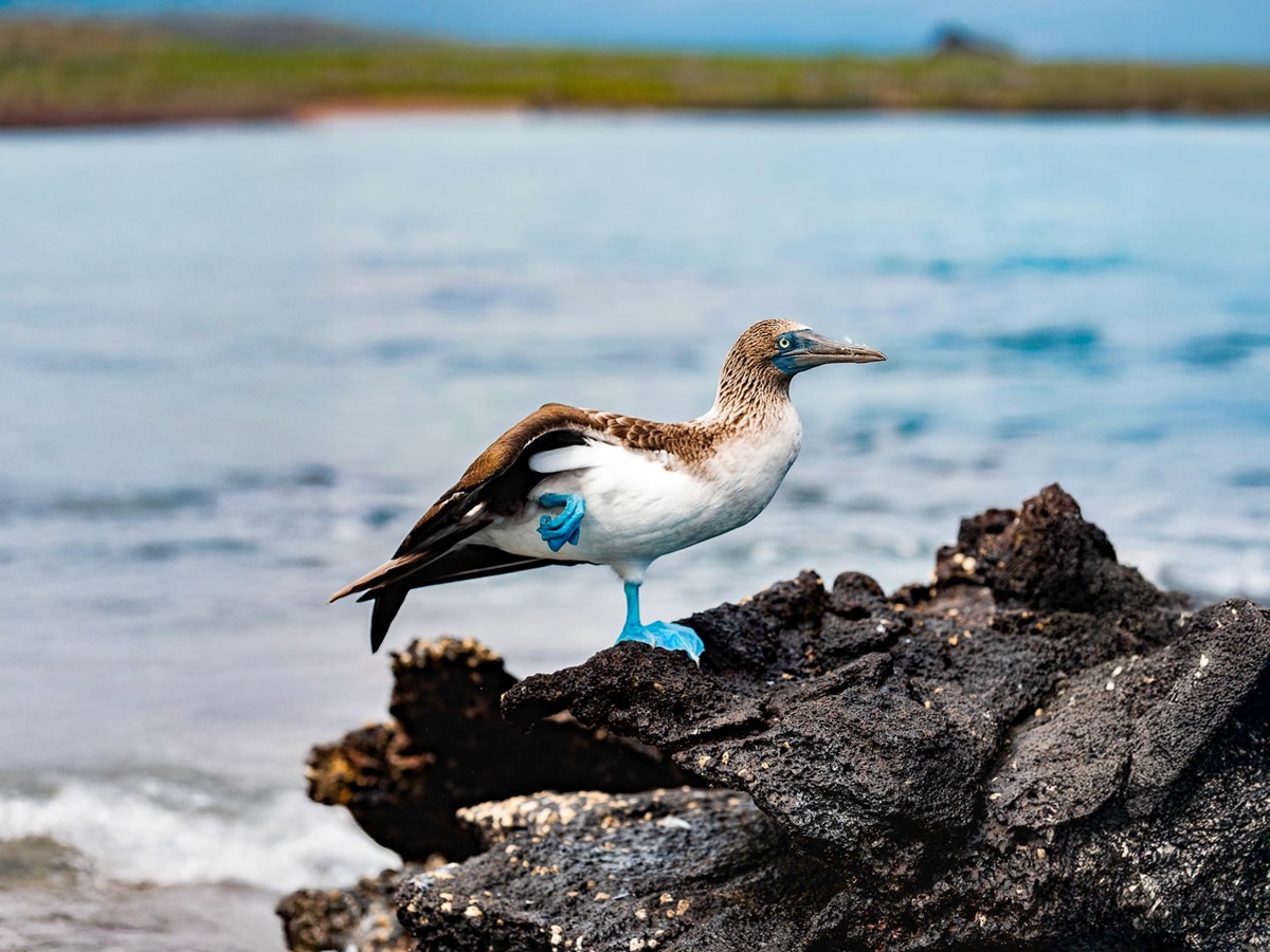 A bluefooted boobie spotted from the Aqua Mare luxury expedition cruiser in the Galapagos Islands