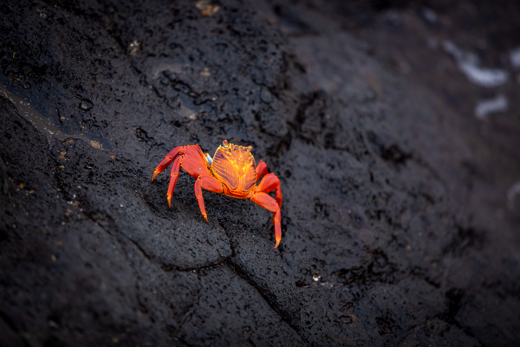 A red crab spotted by guests of the Aqua Mare luxury expedition cruiser in the Galapagos Islands