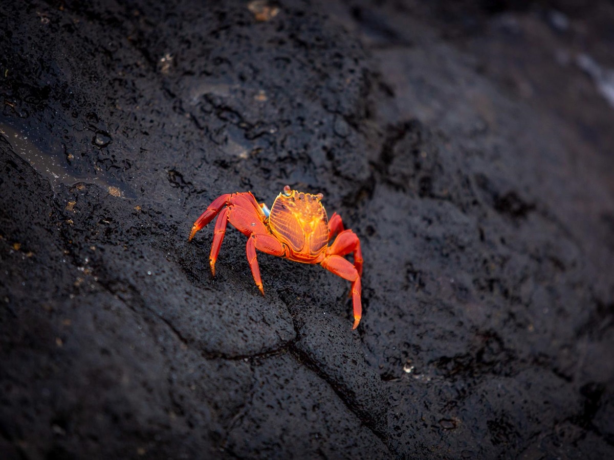 A red crab spotted by guests of the Aqua Mare luxury expedition cruiser in the Galapagos Islands
