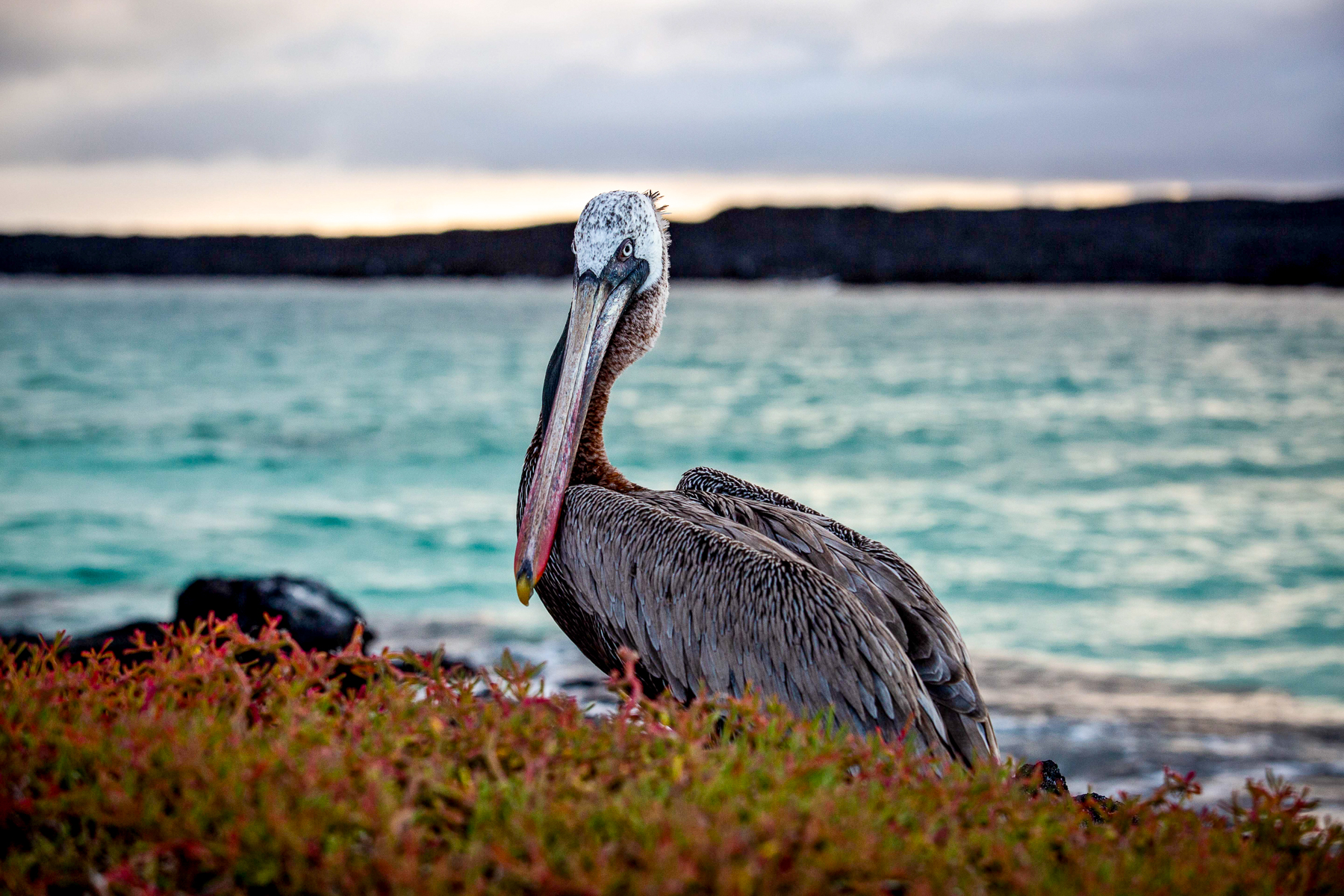 A heron spotted from the Aqua Mare luxury expedition cruiser in the Galapagos Islands