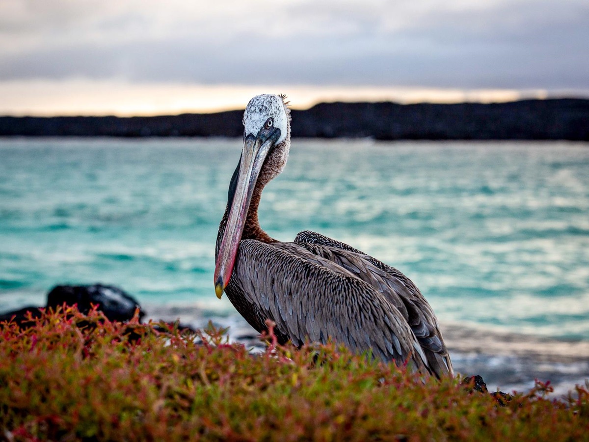 A heron spotted from the Aqua Mare luxury expedition cruiser in the Galapagos Islands