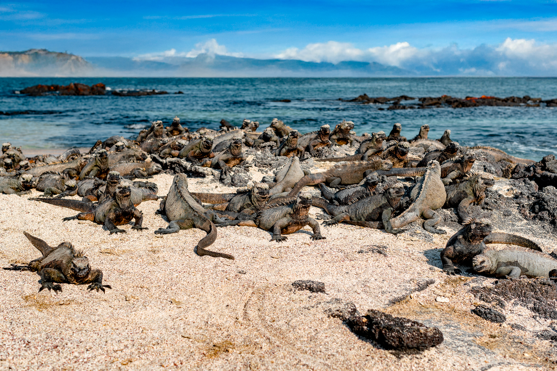 Marine iguanas on the beach spotted by guests of the Aqua Mare luxury expedition cruiser in the Galapagos Islands