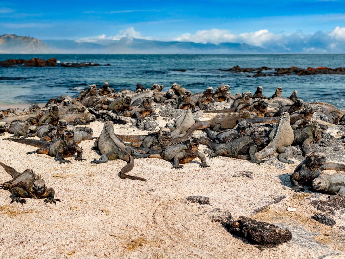 Marine iguanas on the beach spotted by guests of the Aqua Mare luxury expedition cruiser in the Galapagos Islands