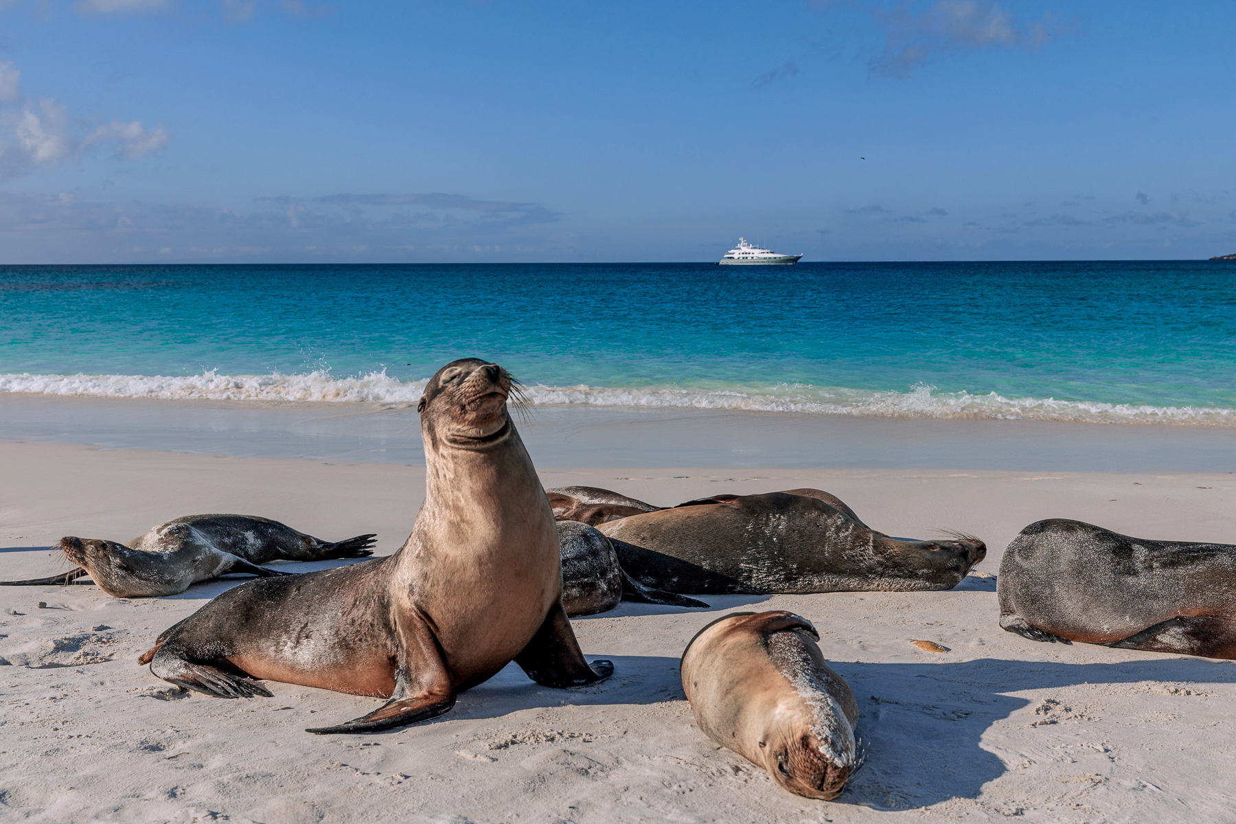 Seals on the beach viewed from the Aqua Mare luxury expedition cruiser in the Galapagos Islands