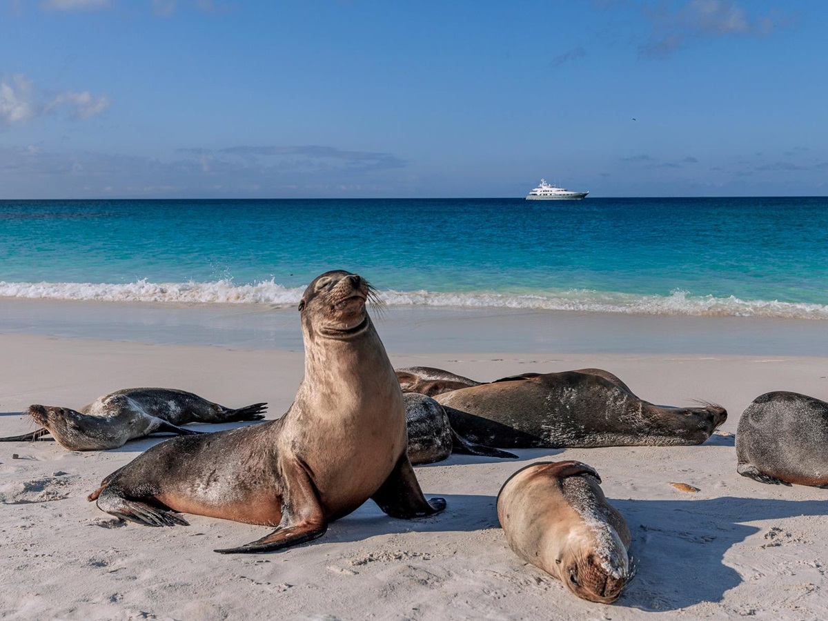 Seals on the beach viewed from the Aqua Mare luxury expedition cruiser in the Galapagos Islands