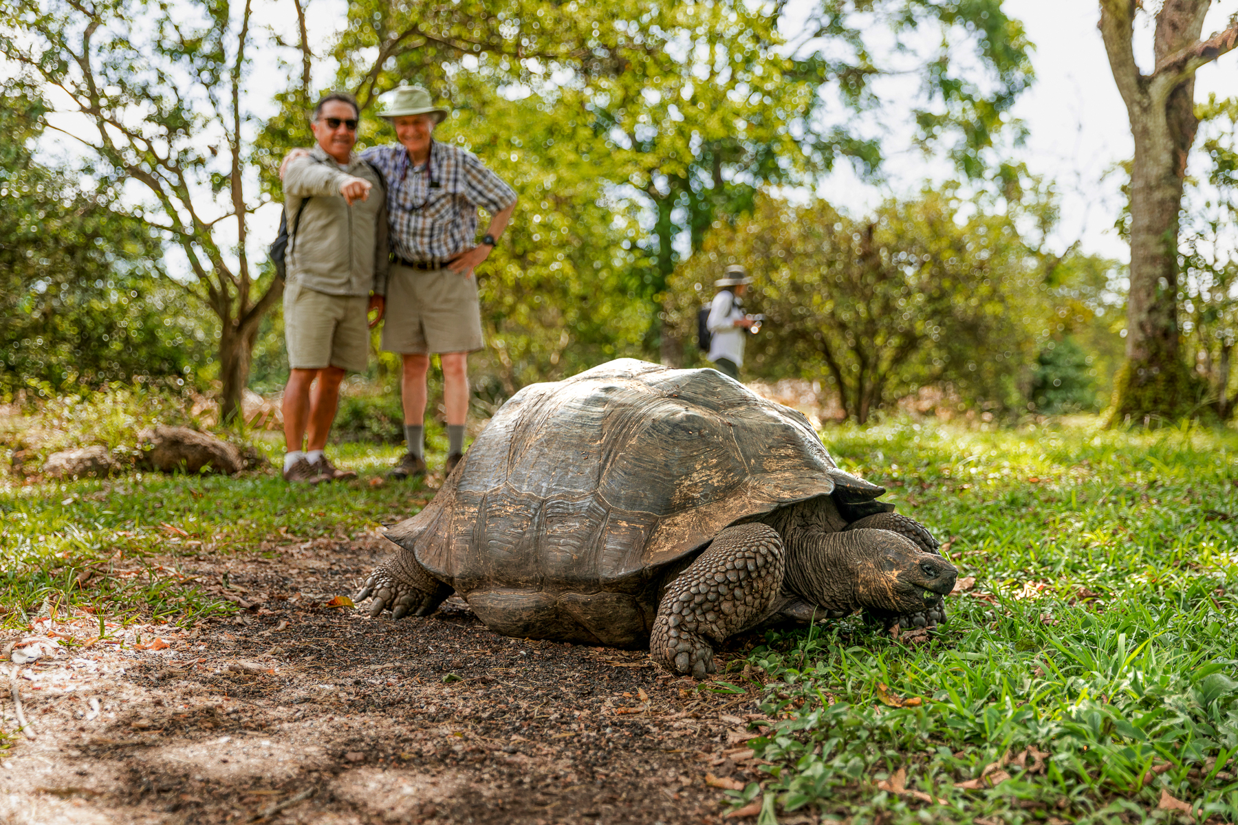 A giant tortoise spotted by guests of the Aqua Mare luxury expedition cruiser in the Galapagos Islands