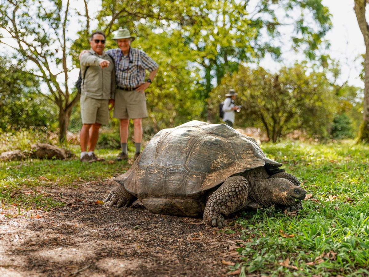 A giant tortoise spotted by guests of the Aqua Mare luxury expedition cruiser in the Galapagos Islands