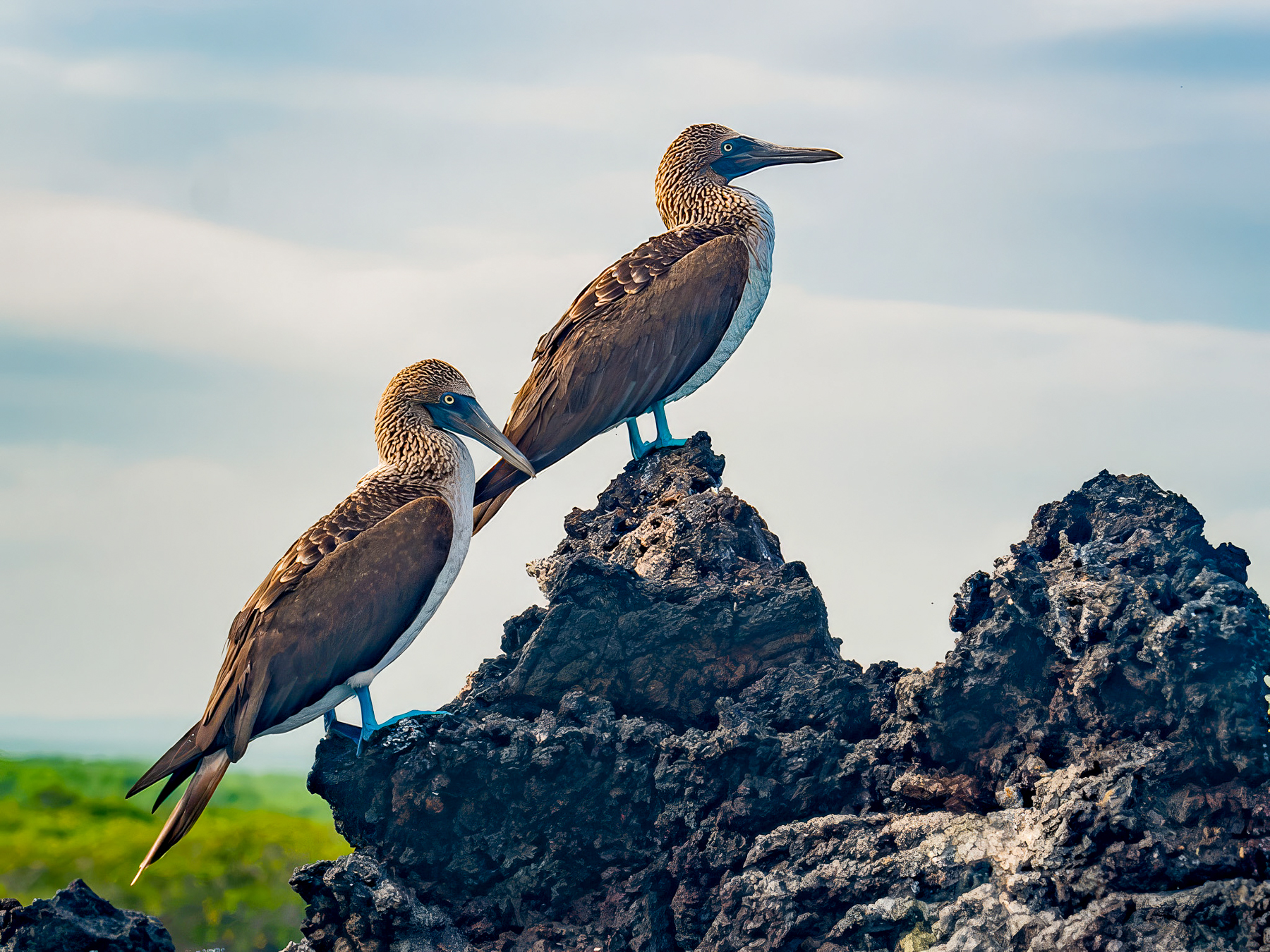 Blue footed boobies spotted from luxury Galapagos cruiser Elite