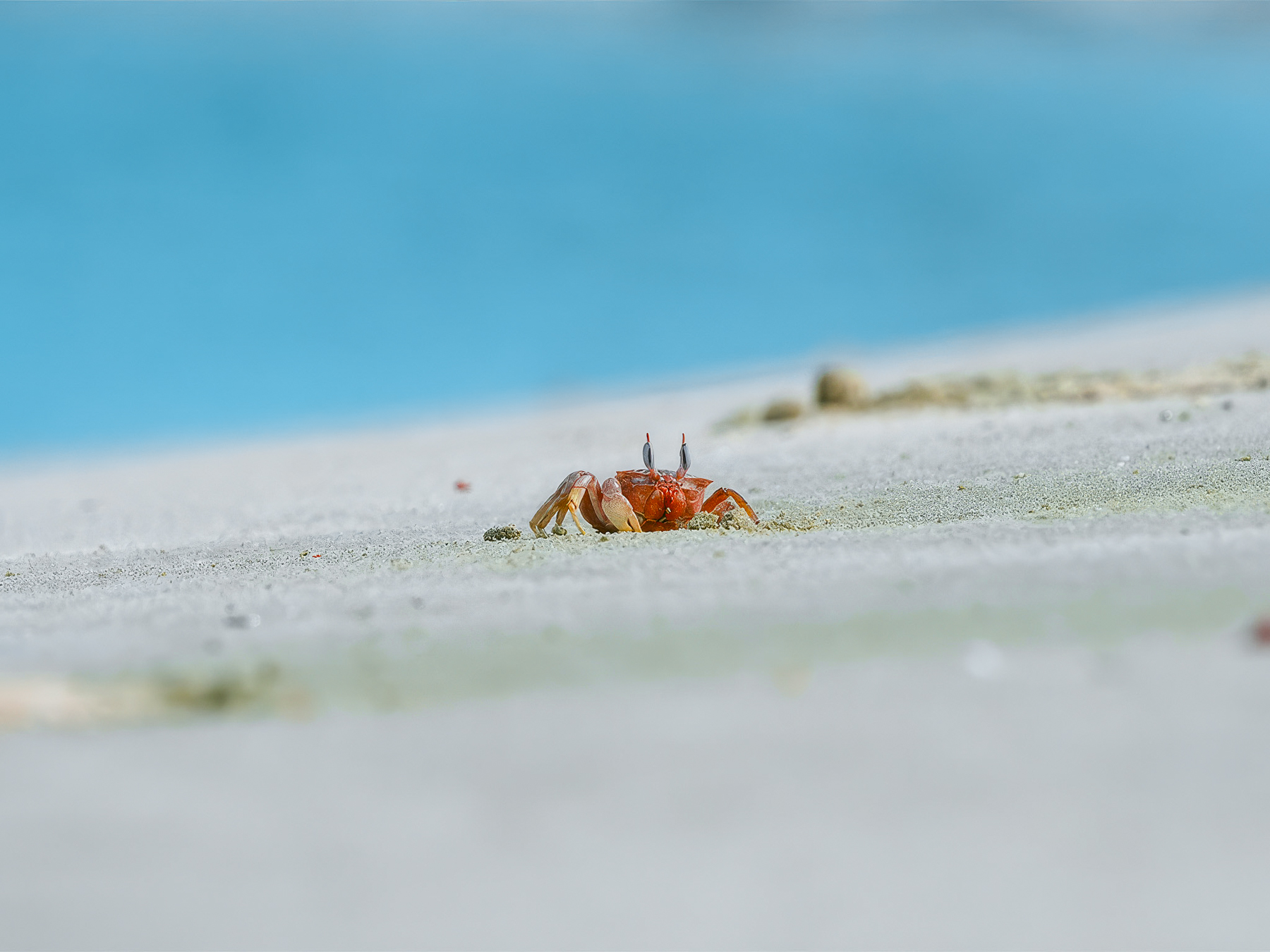 Crab spotted on the beach from the luxury Galapagos cruiser Elite