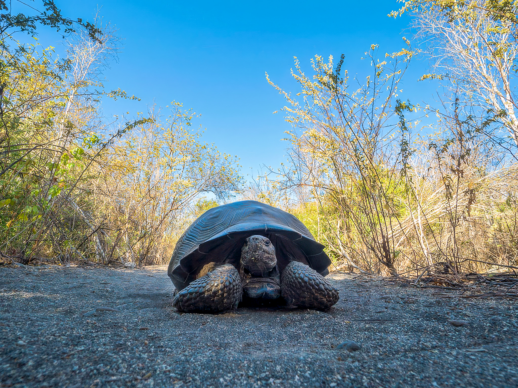 Giant tortoise spotted from the luxury Galapagos cruiser Elite