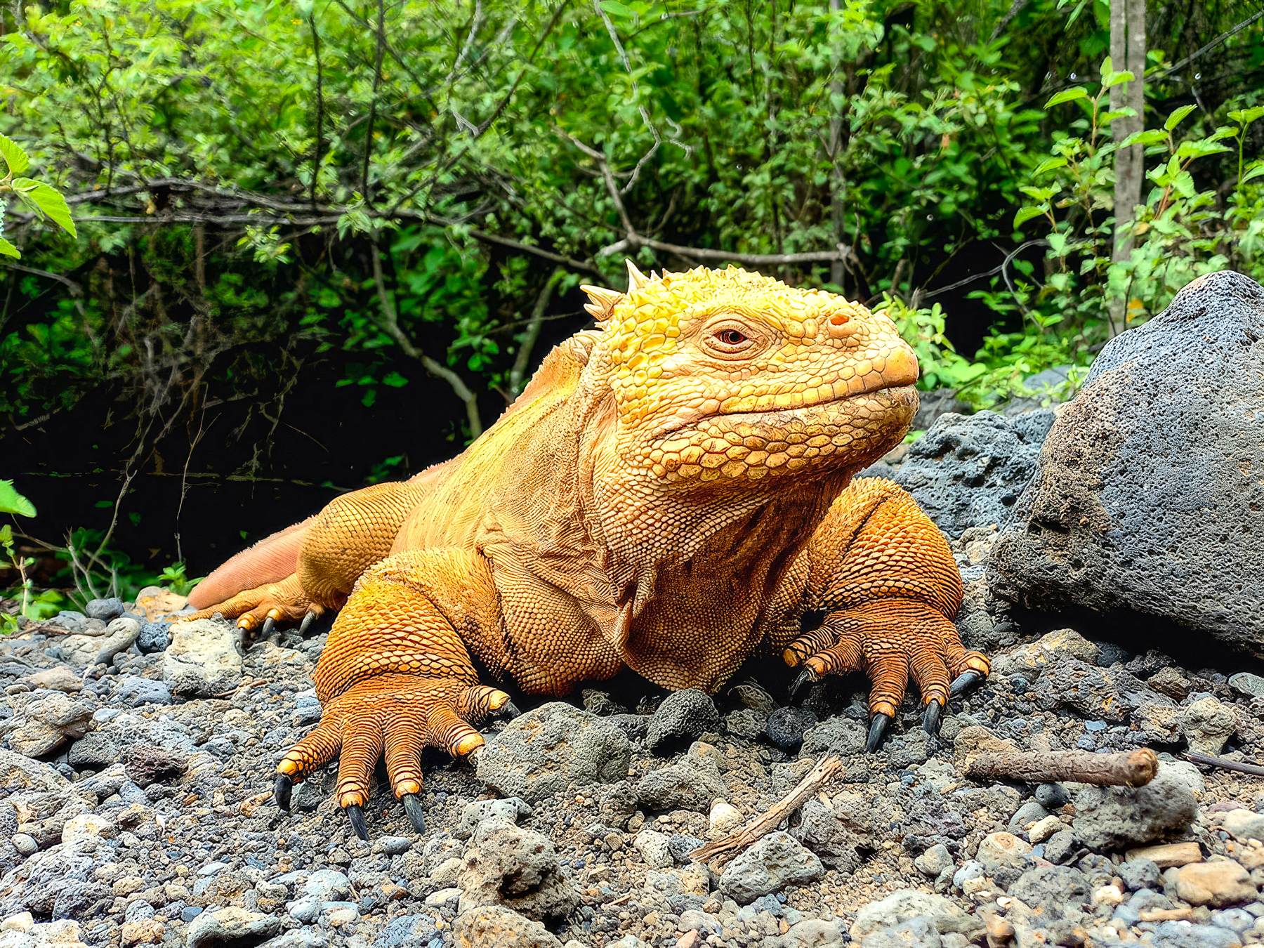 Iguana spotted from the luxury Galapagos cruiser Elite