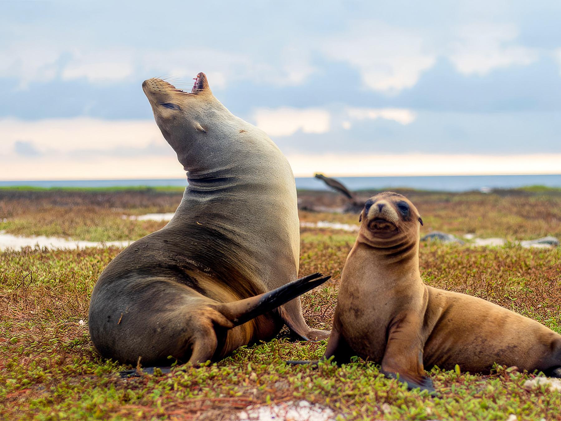 Seals spotted from the luxury Galapagos cruiser Elite