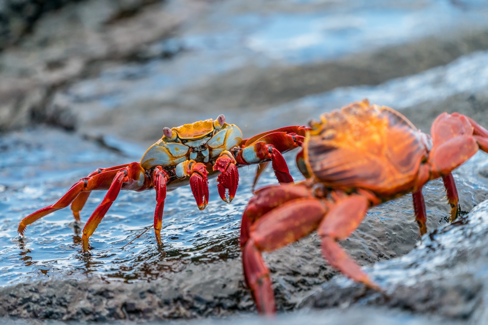 Crab excursions on board MT Camila in Galapagos