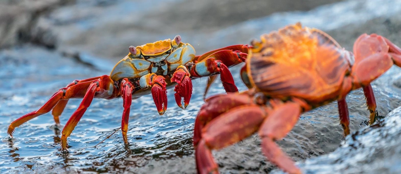 Crab excursions on board MT Camila in Galapagos