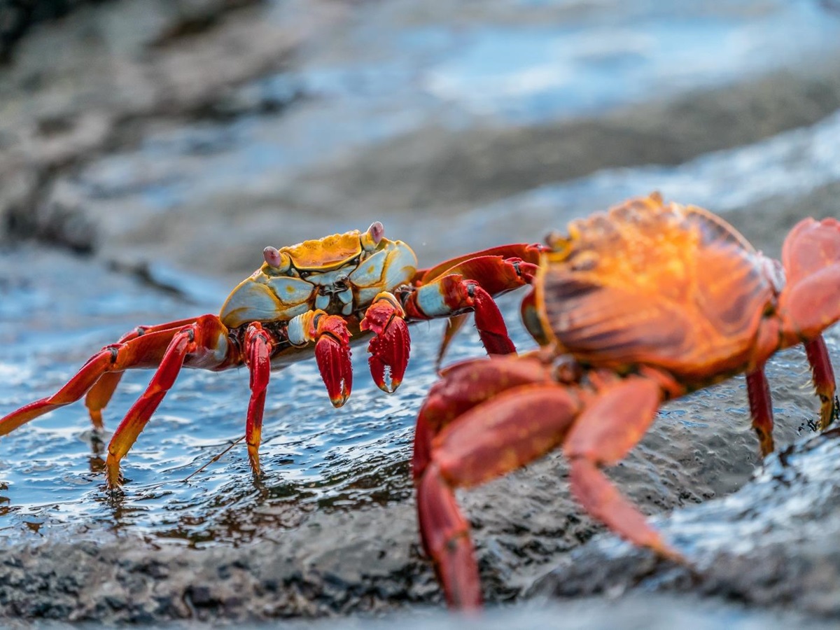 Crab excursions on board MT Camila in Galapagos