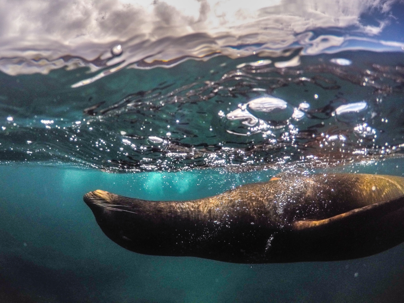 Seal excursions on board MT Camila in Galapagos