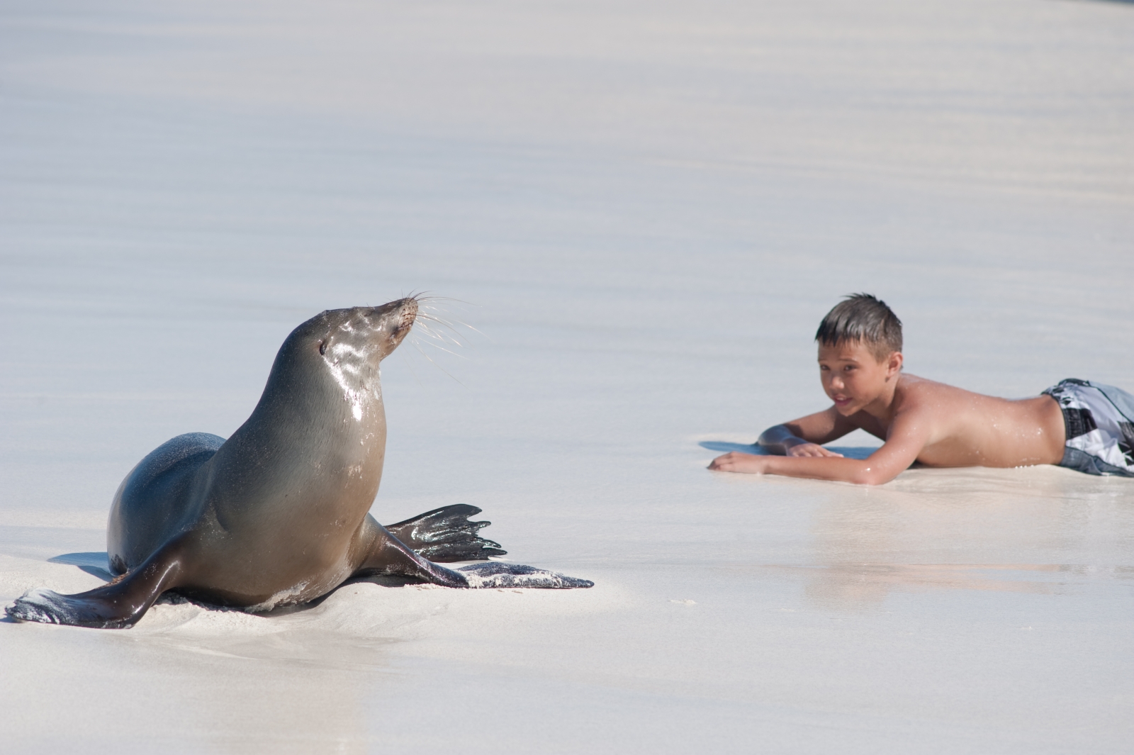 Seal excursions on board MT Camila in Galapagos