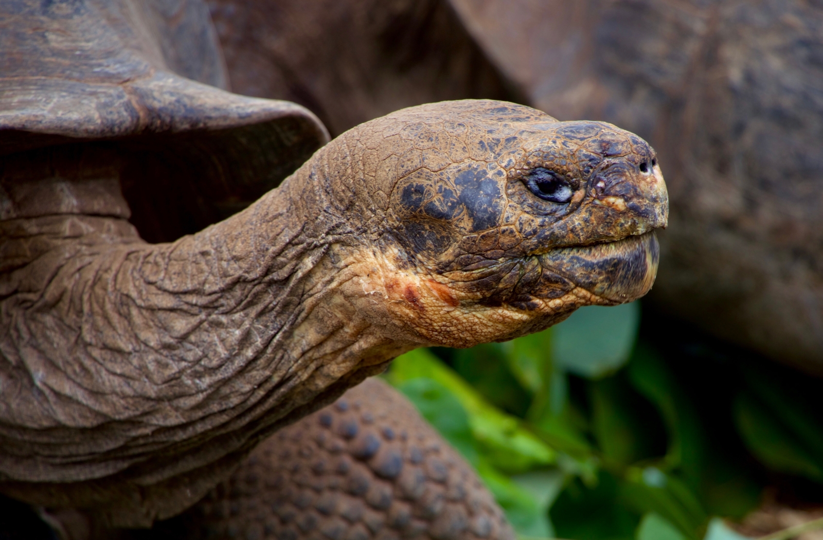 Tortioise excursions on board MT Camila in Galapagos