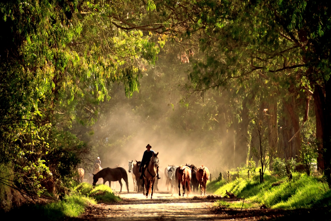 Horses at Hacienta Zuleta in Ecuador