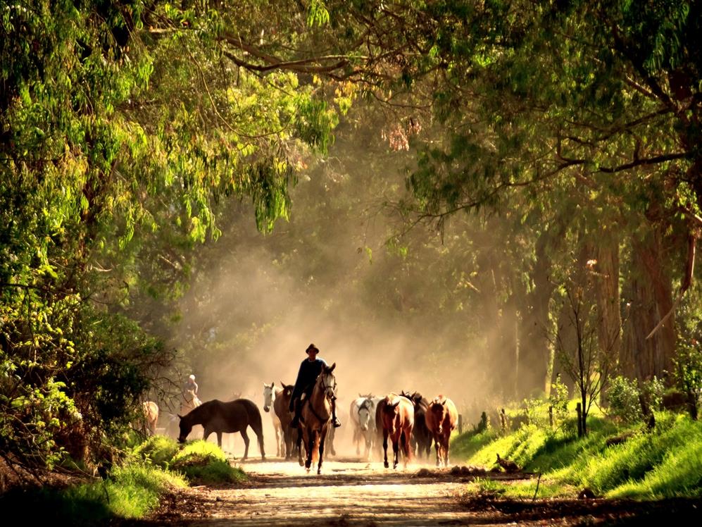 Horses at Hacienta Zuleta in Ecuador