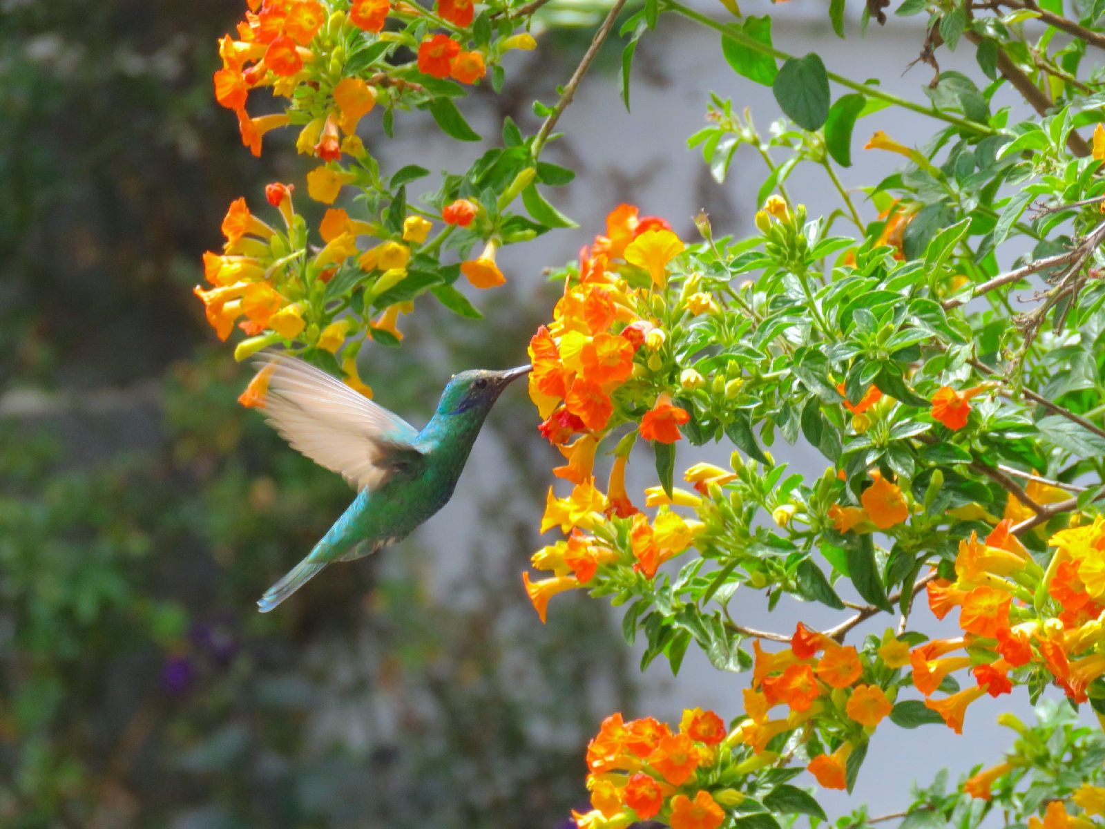 Hummingbird in the gardens of Hacienda Zuleta in the highlands of Ecuador