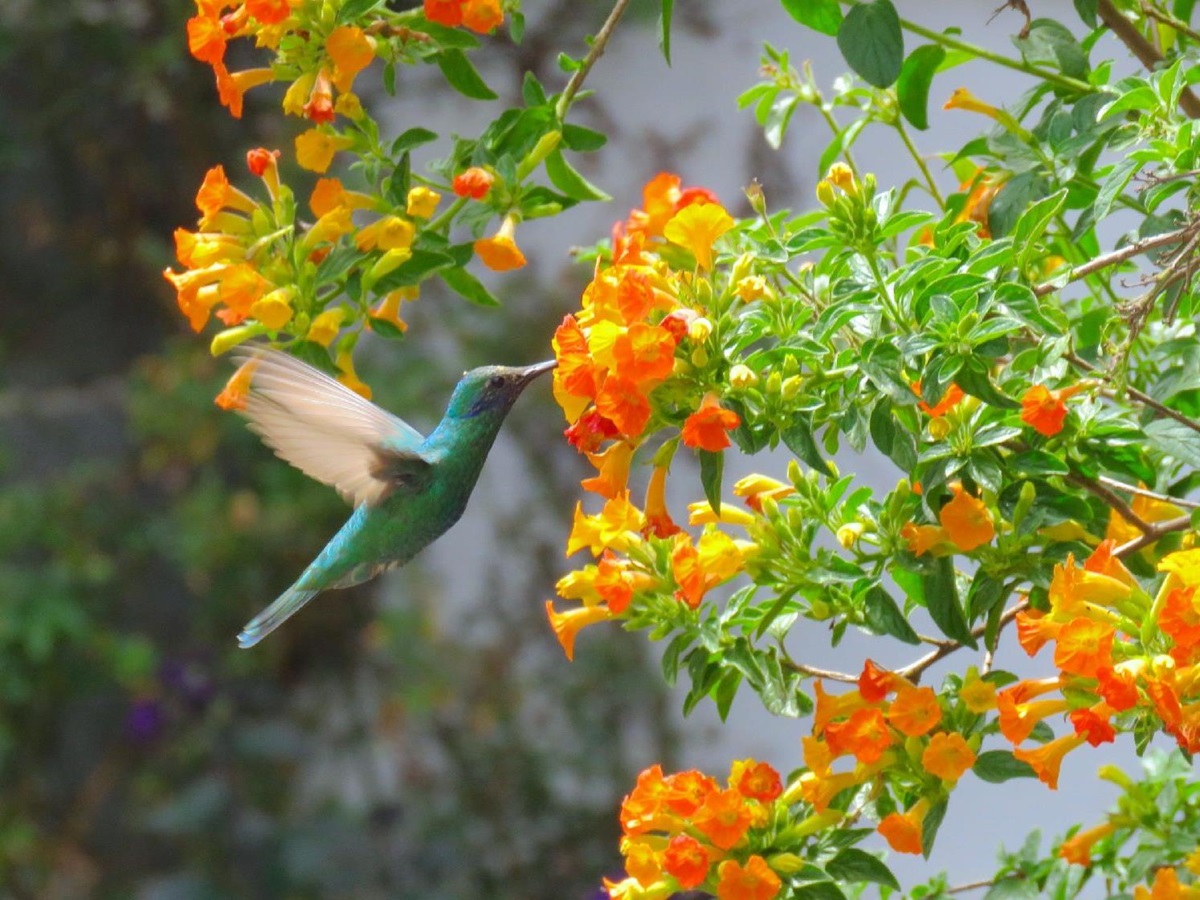 Hummingbird in the gardens of Hacienda Zuleta in the highlands of Ecuador