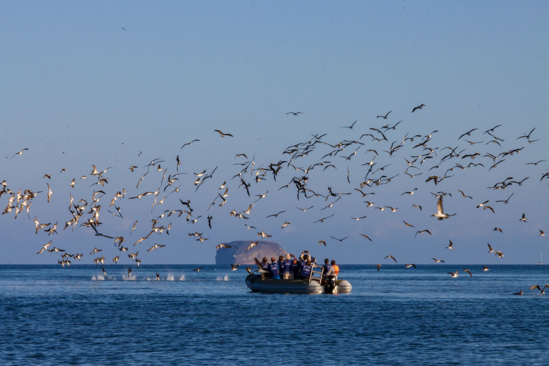 Guests of Hermes luxury catamaran on a Zodiac safari surrounded by seabirds in the Galapagos