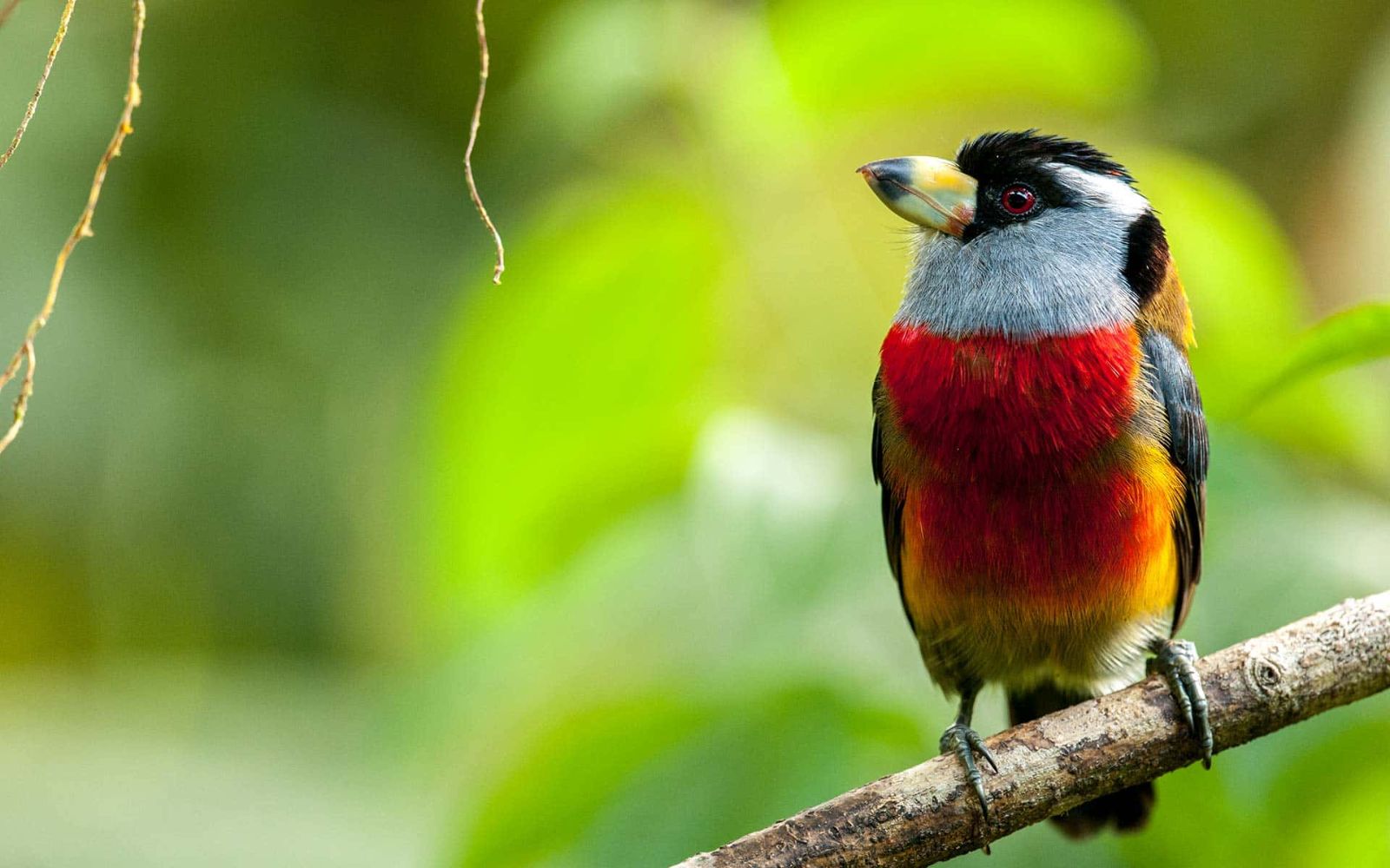 Barbet toucan at Mashpi Lodge, Ecuador