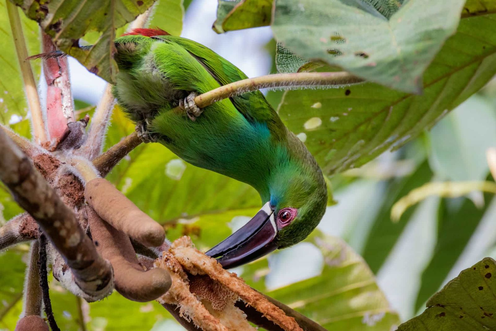 Crimson Rumped Toucanet in the rainforest at Mashpi Lodge, Ecuador