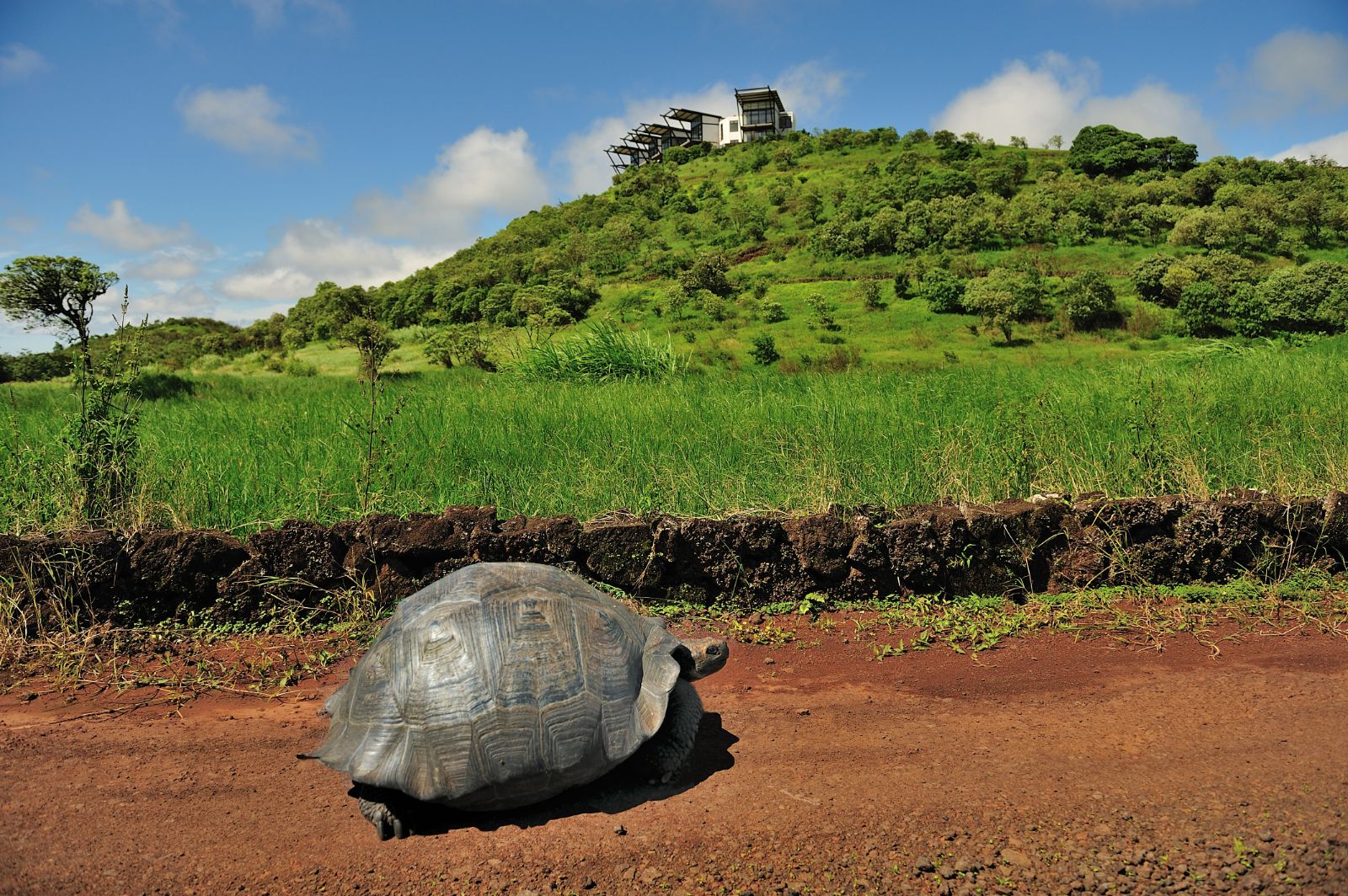 Tortoise on the driveway of Pikaia Lodge on the Galapagos Islands of Ecuador
