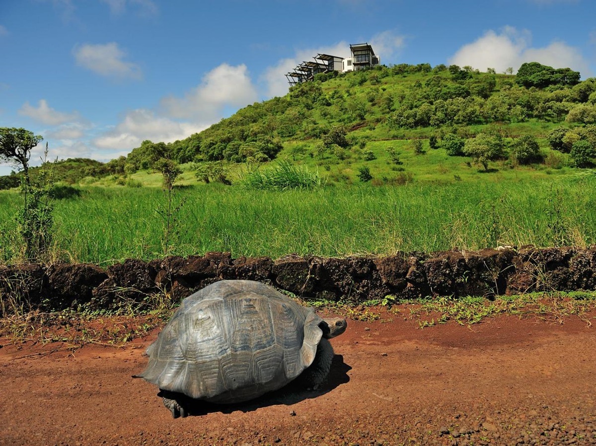 Tortoise on the driveway of Pikaia Lodge on the Galapagos Islands of Ecuador