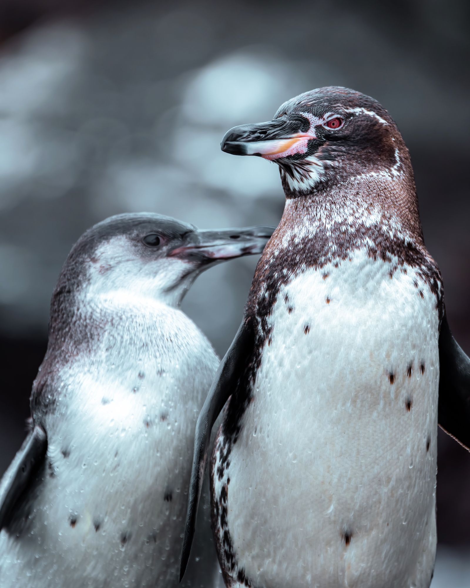 Penguins spotted near the grounds of Pikaia Lodge on the Galapagos Islands of Ecuador