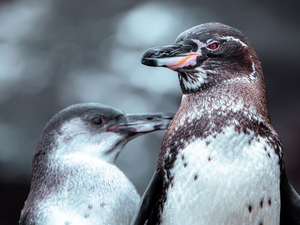 Penguins spotted near the grounds of Pikaia Lodge on the Galapagos Islands of Ecuador