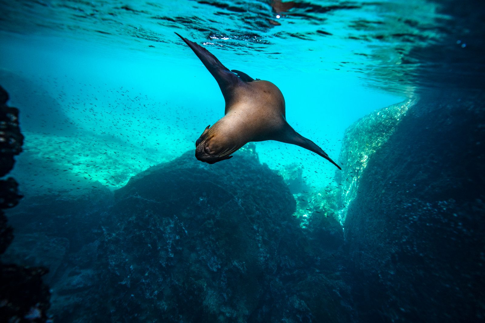 A seal swimming underwater on the grounds of Pikaia Lodge on the Galapagos Islands of Ecuador
