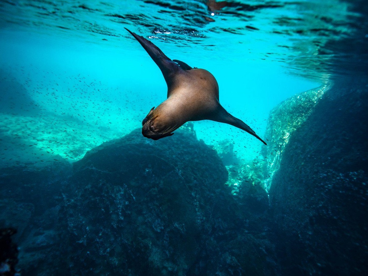 A seal swimming underwater on the grounds of Pikaia Lodge on the Galapagos Islands of Ecuador