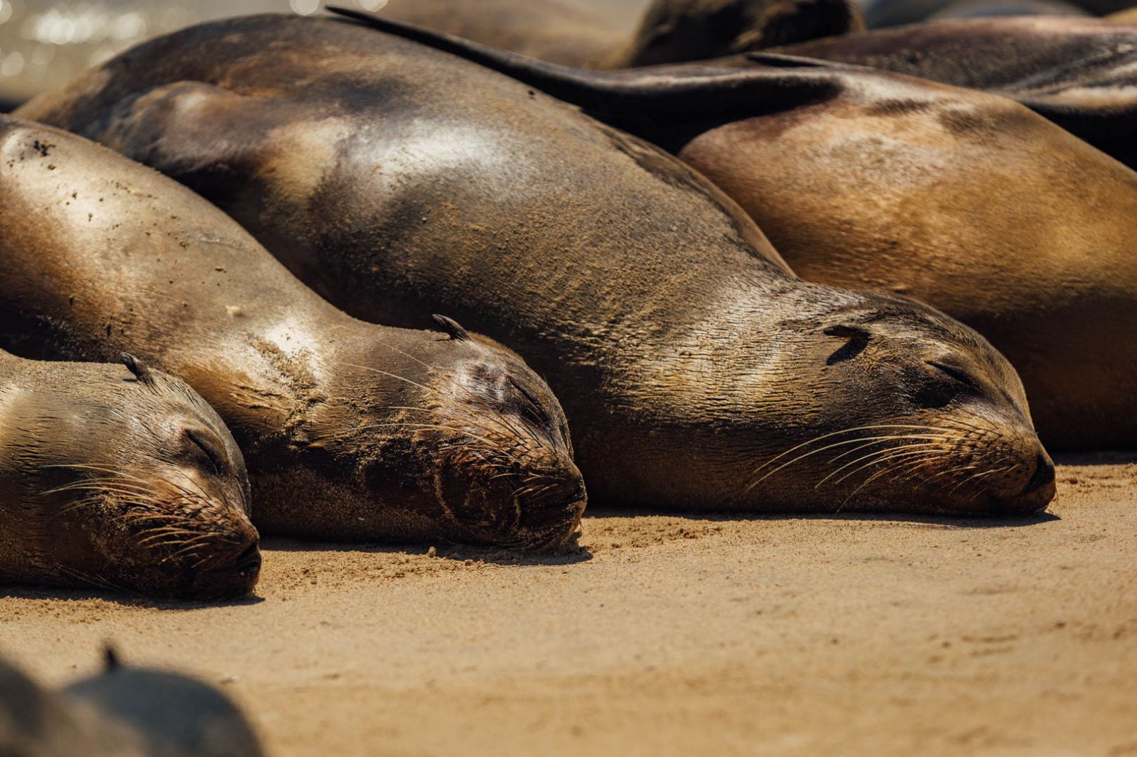 Seals spotted near the grounds of Pikaia Lodge on the Galapagos Islands of Ecuador