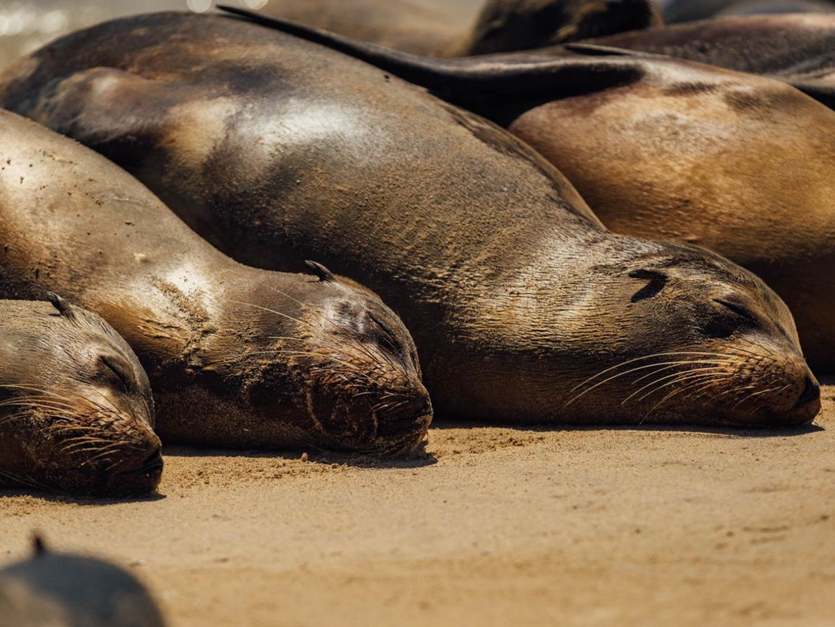 Seals spotted near the grounds of Pikaia Lodge on the Galapagos Islands of Ecuador