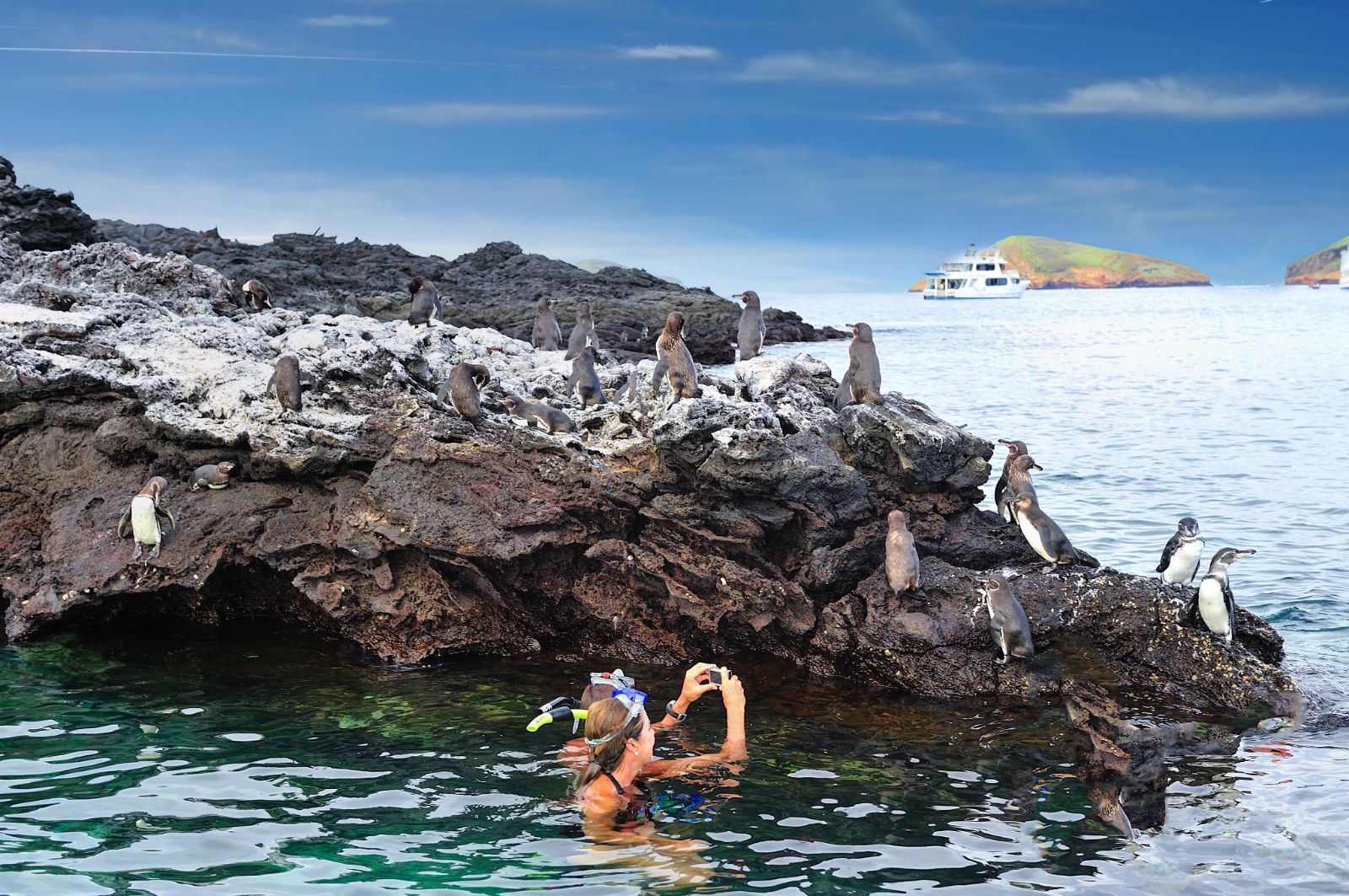 Penguins spotted while snorkelling on the Galapagos Islands from Pikaia Lodge in Ecuador