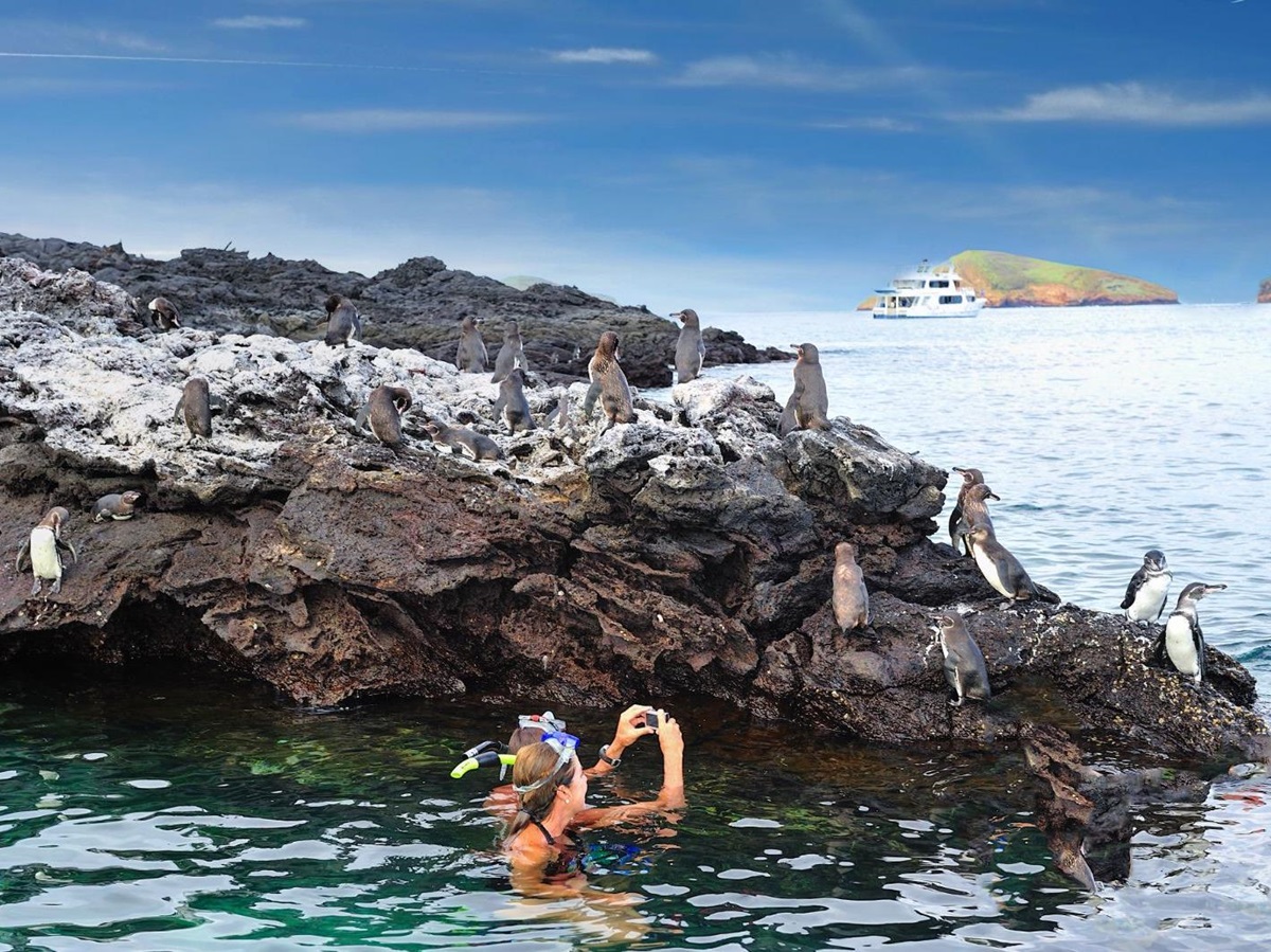 Penguins spotted while snorkelling on the Galapagos Islands from Pikaia Lodge in Ecuador